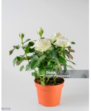 Planta de Rosa