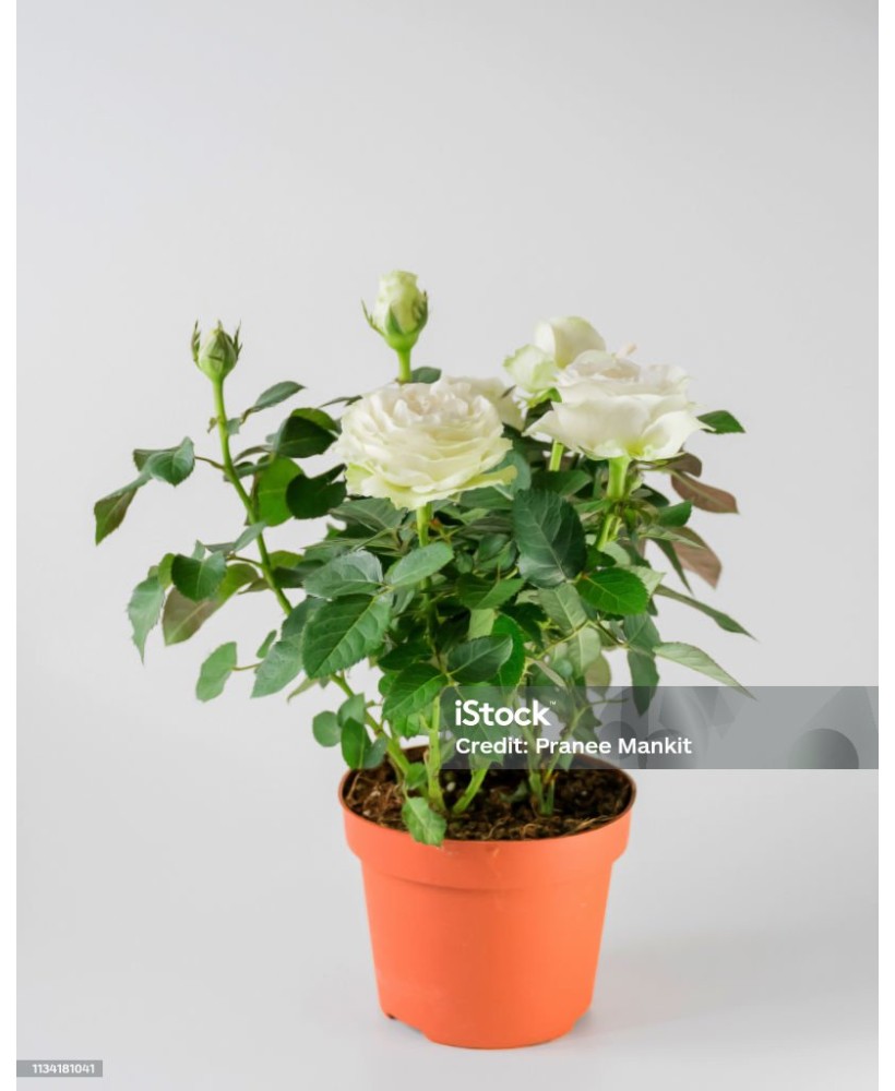 Planta de Rosa